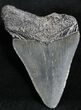 Bargain Juvenile Megalodon Tooth - South Carolina #27739-1